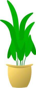 Illustration of large leafed plant in pot