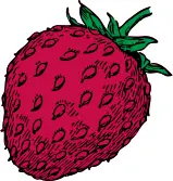 Vector drawing of red strawberry fruit