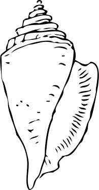 Vector drawing of simple black and white seashell