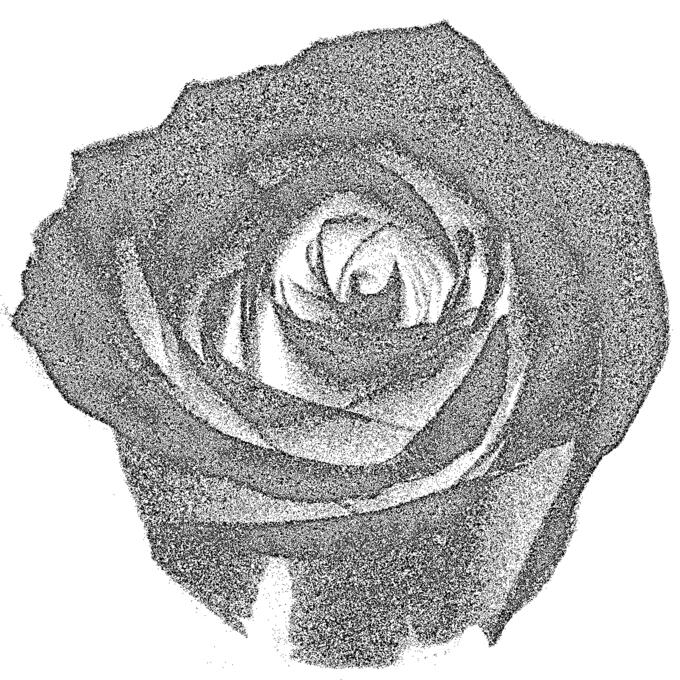 Vector image of duotone grey rose