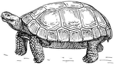 Clip art of large old turtle in black and white