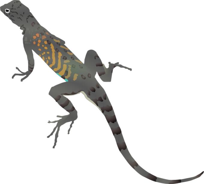 Illustration of colorful lizard