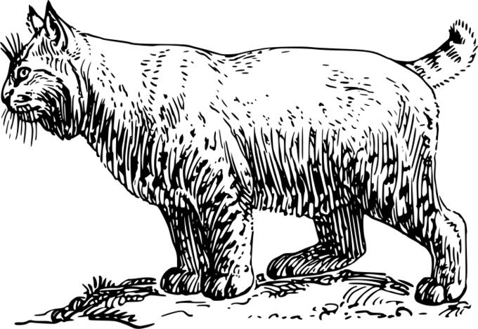 Bobcat vector drawing