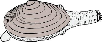 Vector graphics of clam