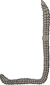 Vector illustration of earthworm
