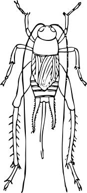 Vector drawing of cricket