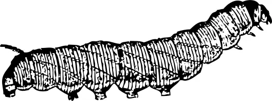 Line art vector illustration of caterpillar