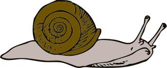 Vector illustration of snail