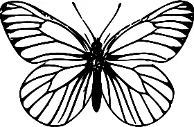 Line art butterfly vector image
