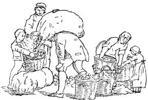 Vector drawing of harvesting apples