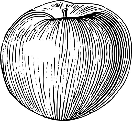 Line art of black and white apple vector clip art