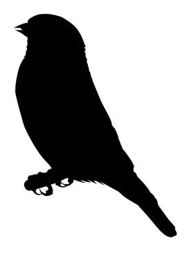Vector image of goldfinch bird on a branch