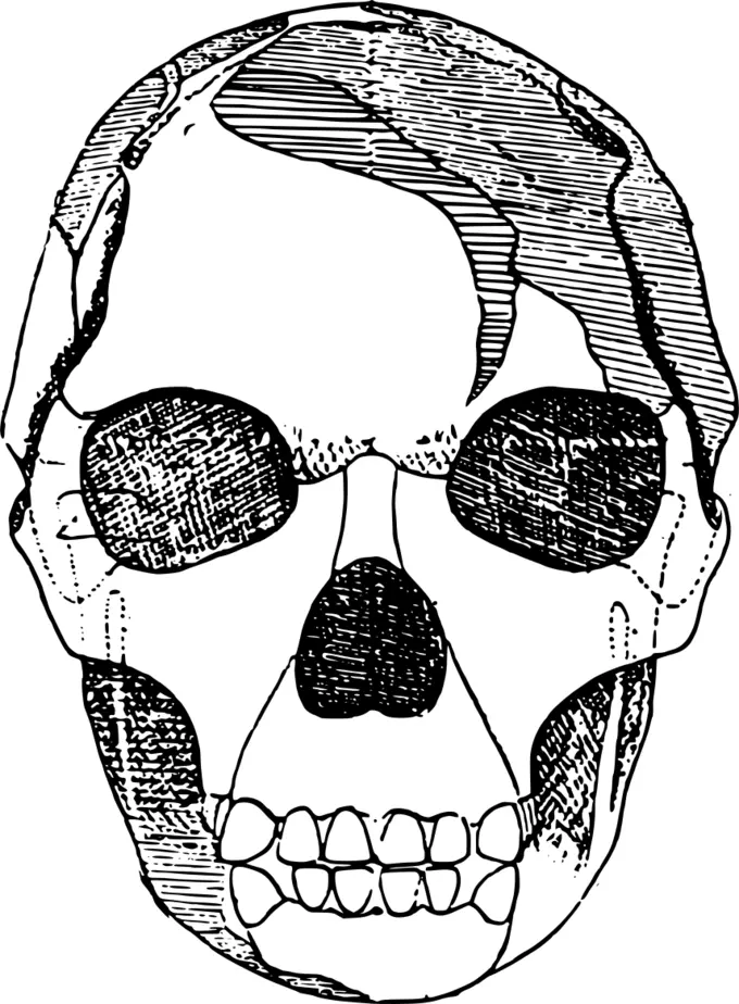 Vector image of shady skull