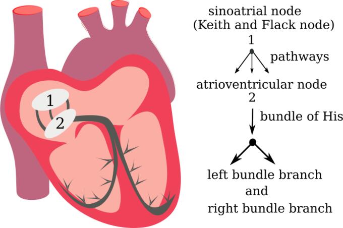 Vector drawing of heart electrical system