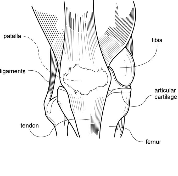 Vector drawing of knee diagram