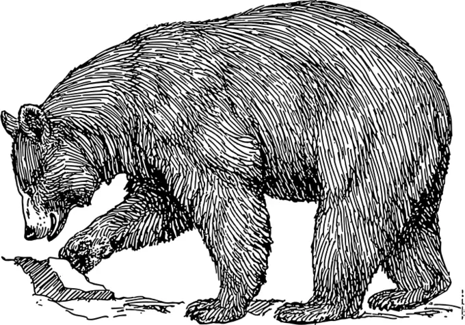 Pencil drawing vector drawing of a large bear