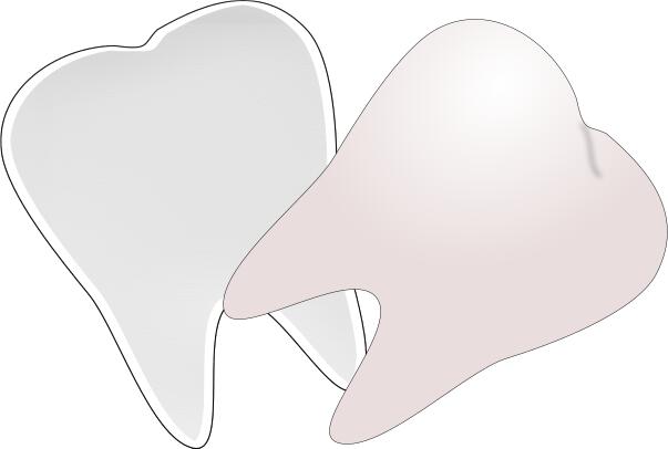 Tooth cut in half vector drawing