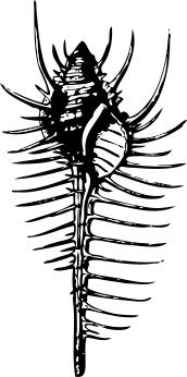 Venus comb murex vector drawing