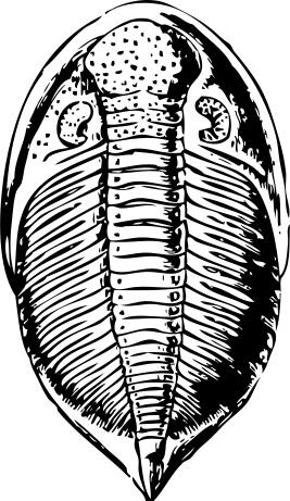 Vector image of trilobite