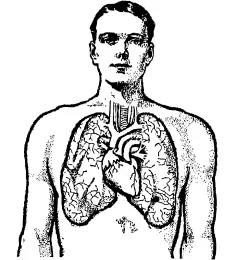 Man and his lungs vector graphics