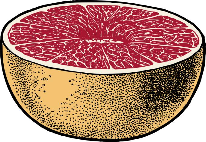 Vector image of red grapefruit cut in half