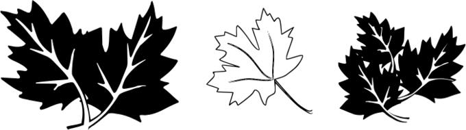 Oak leaves in black and white vector image
