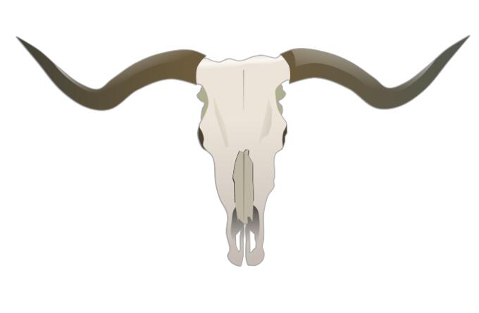 Longhorn skull vector image