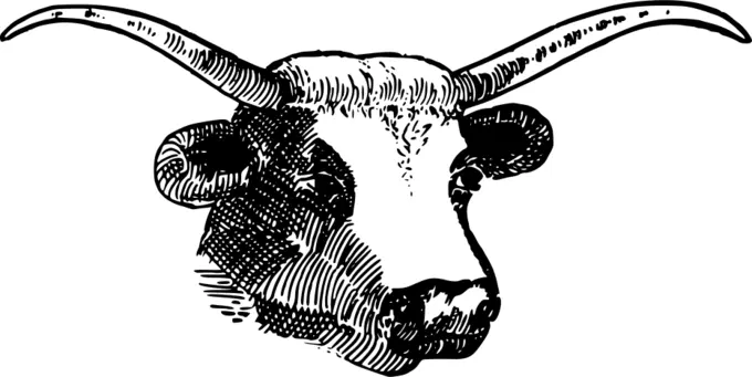 Vector illustration of bull with large horns