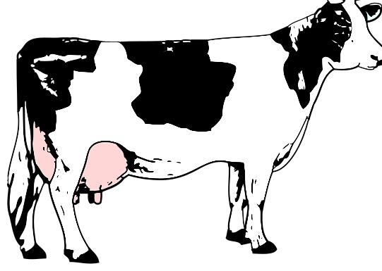 Vector image of cow full of milk
