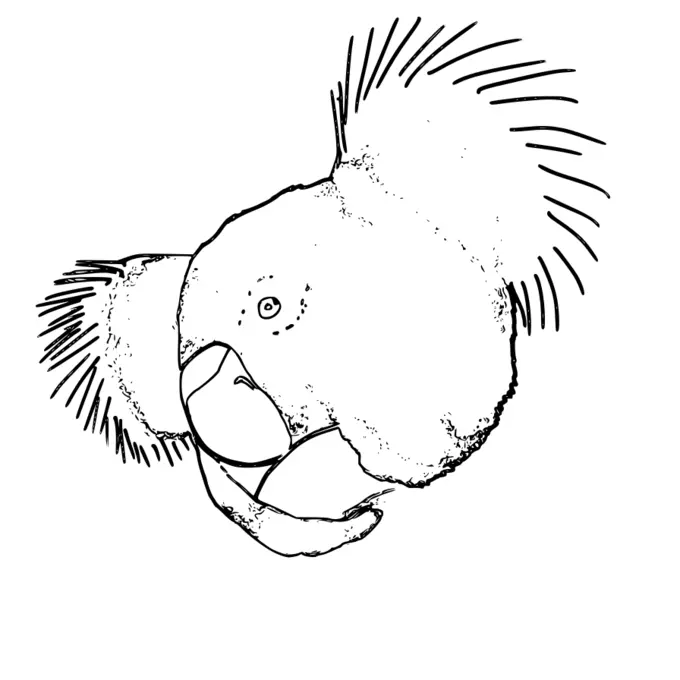 Vector drawing of koala line art
