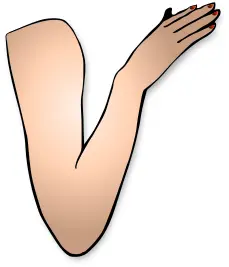 Vector drawing of lady arm bent at elbow