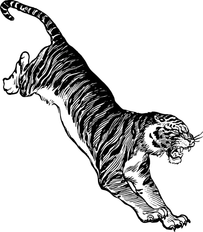 Jumping angry tiger vector drawing