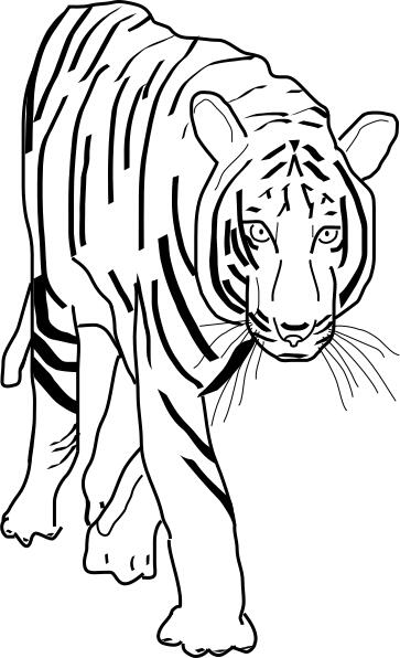 Vector clip art of tiger predator