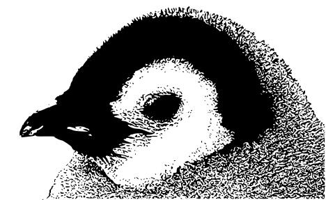 Emperor penguin chick head vector drawing
