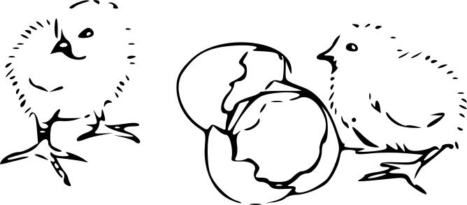 Vector clip art of chicks hatching