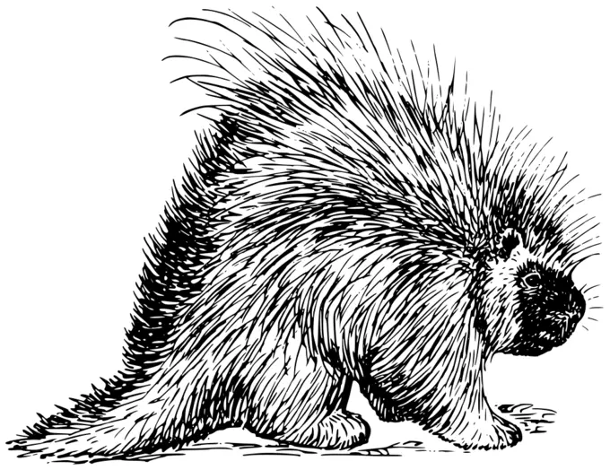 Porcupine vector clip art