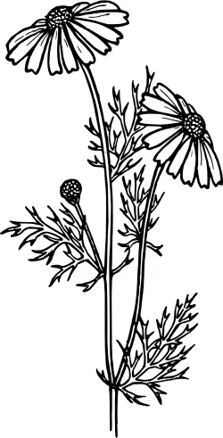 Feverfew drawing vector clip art