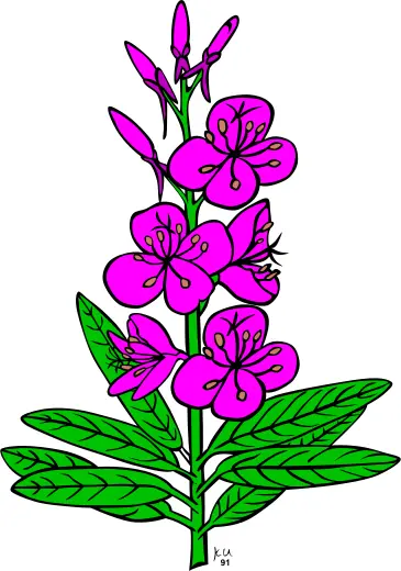 Vector drawing of epilobium angustifolium plant
