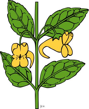 Vector graphics of impatiens aurella plant