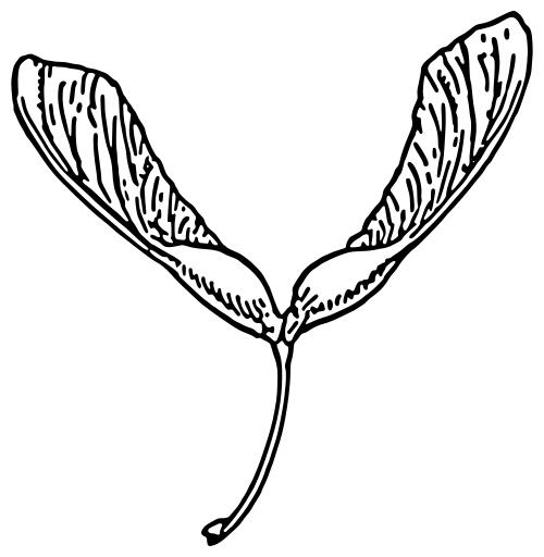 Samara plant vector image