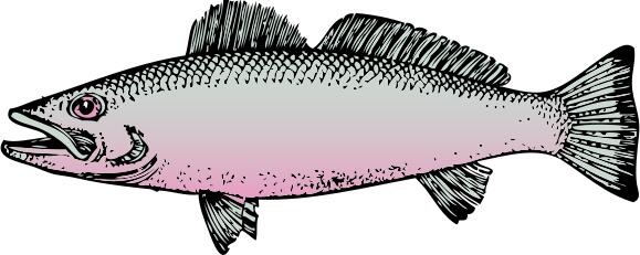 Generic river fish vector drawing