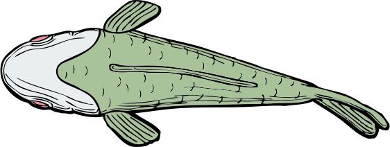 Ugly fish top view vector illustration
