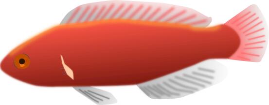 Cirrhilabrus jordani fish vector illustration