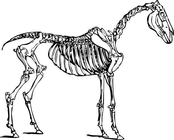 Vector image of horse skeleton