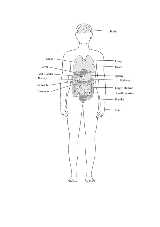 Vector clip art of diagram of the human body