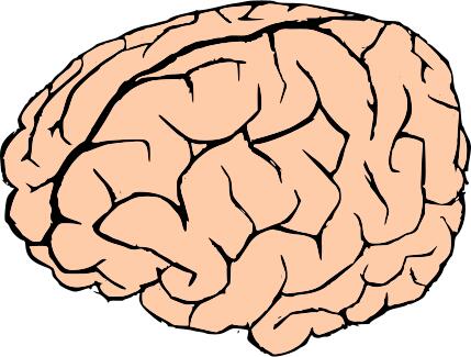 Vector drawing of human brain in pink and black