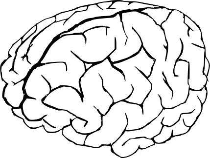 Vector graphics of human brain in white and black
