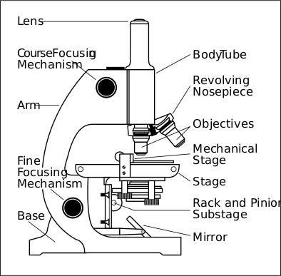 Microscope side vector drawing with parts labelled