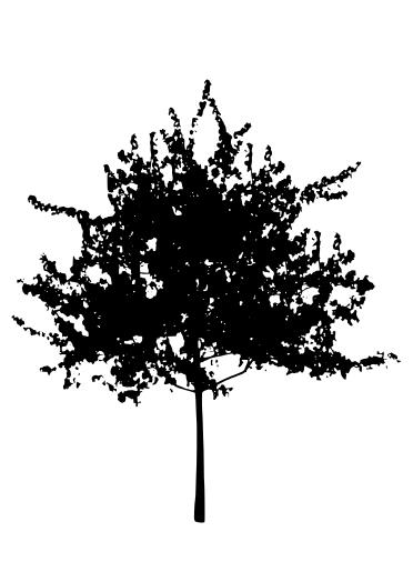 Spreading tree silhouette vector image