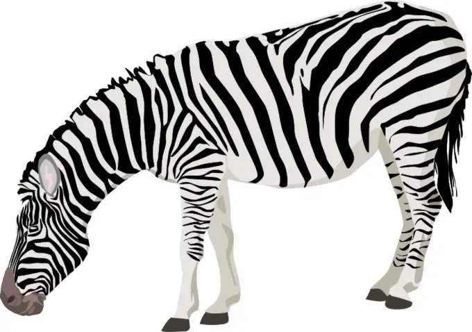 Vector image of photorealistic zebra